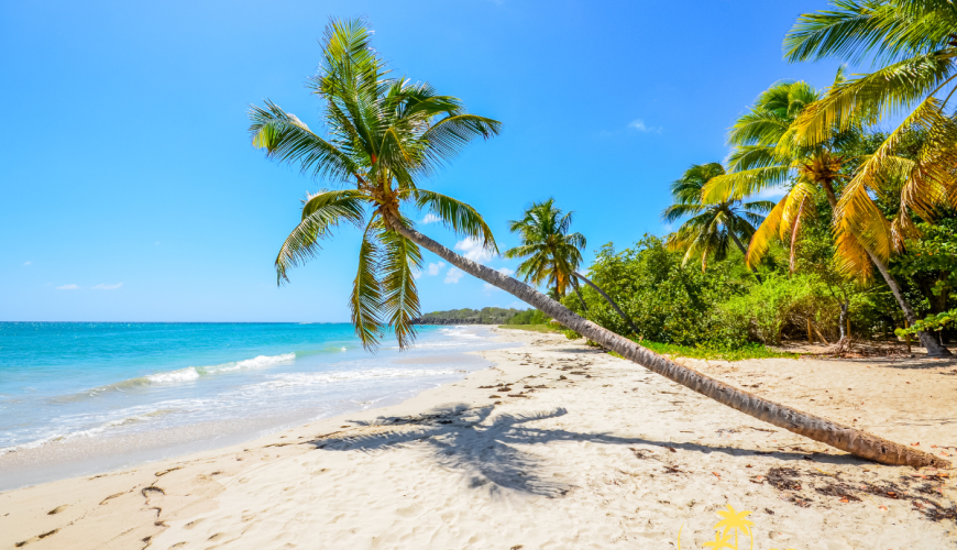 Le N 1 des sites de Location à La Réunion