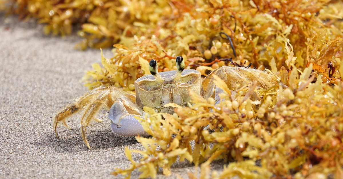 Discover a ghost crab blending with sandy shores and seaweed in Martinique.