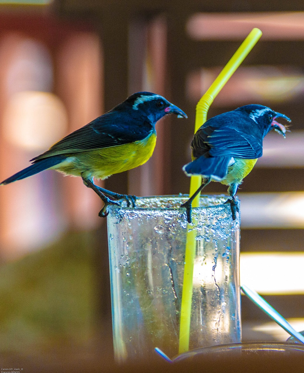 sugarbirds, birds, nature, glass, guadeloupe, ornithology, avian