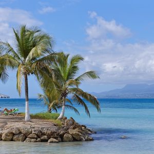 beach, coconut, sea, guadeloupe, tropical, caribbean, sand, palm, island, nature, ocean, paradise, exotic, travel, sun, heavenly, bay, tourism, holiday, heat, blue, cloud, horizon, color, water, guadeloupe, guadeloupe, guadeloupe, guadeloupe, guadeloupe