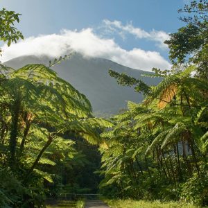 Serene tropical landscape with a sunlit pathway amidst lush foliage in Guadeloupe.
