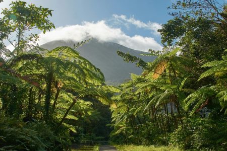 Serene tropical landscape with a sunlit pathway amidst lush foliage in Guadeloupe.