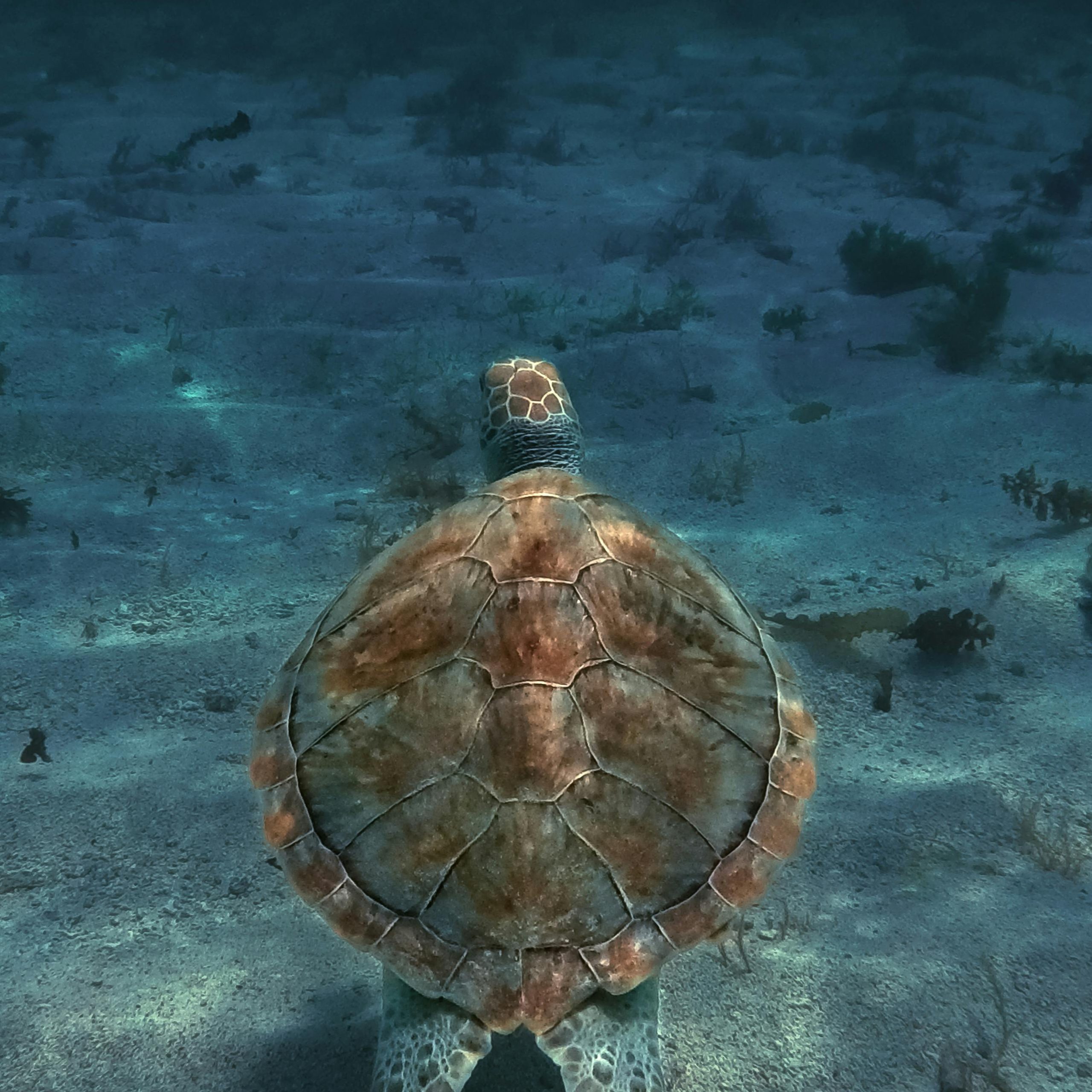 A sea turtle swims gracefully underwater in the depths of Guadeloupe's marine environment.
