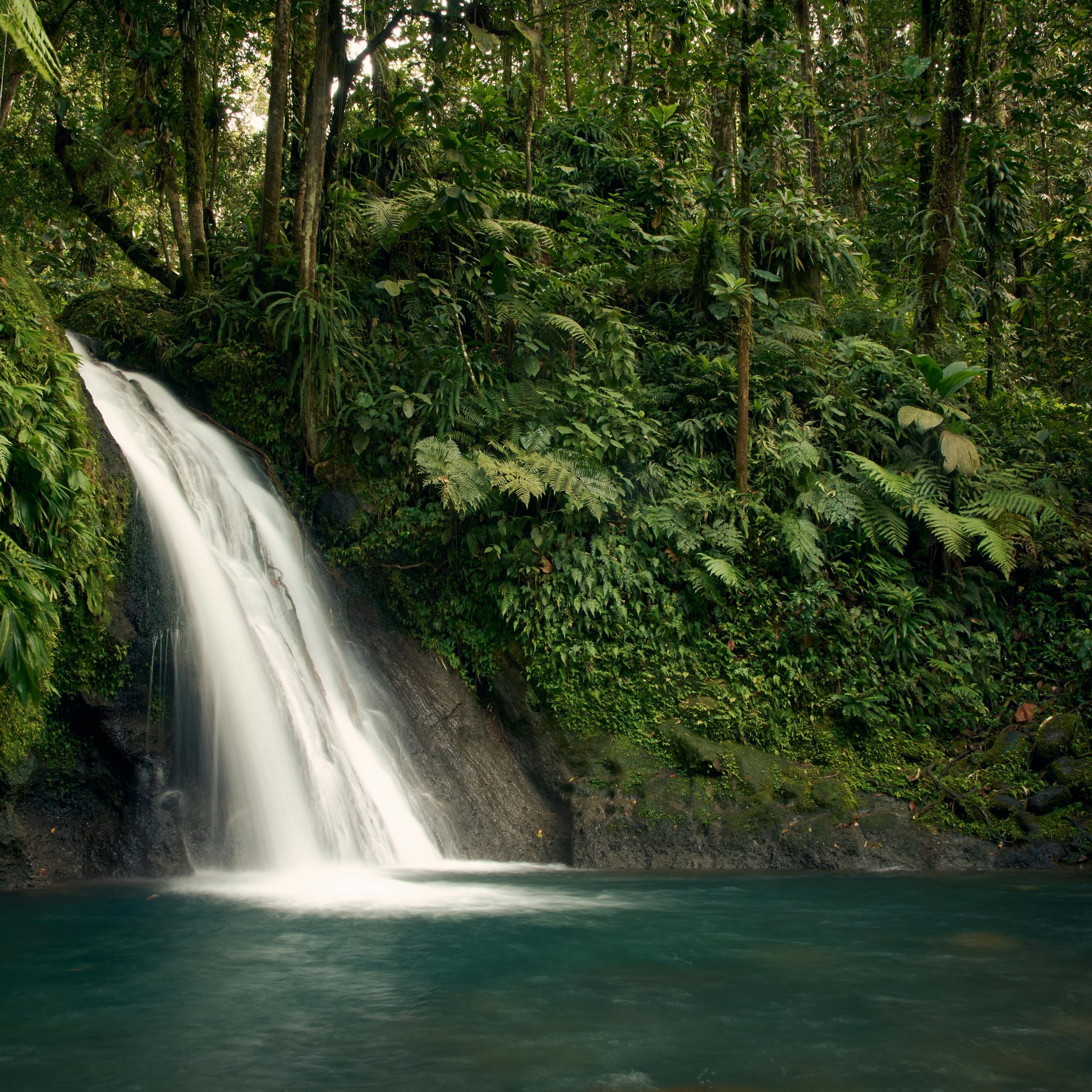 Peaceful waterfall amidst vibrant greenery in Guadeloupe's rainforest.