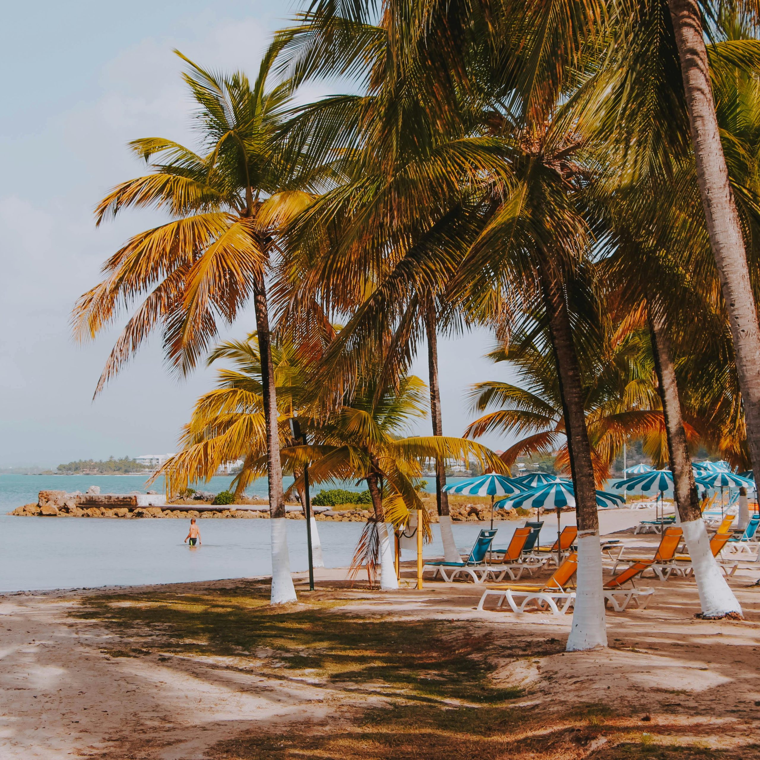 Relaxing tropical beach in Guadeloupe with palm trees and sun loungers under umbrellas.