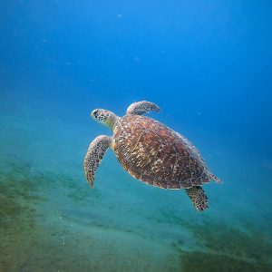 A sea turtle swimming gracefully underwater in Bouillante, showcasing marine life beauty.