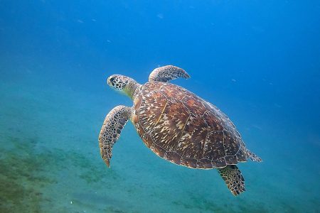 A sea turtle swimming gracefully underwater in Bouillante, showcasing marine life beauty.