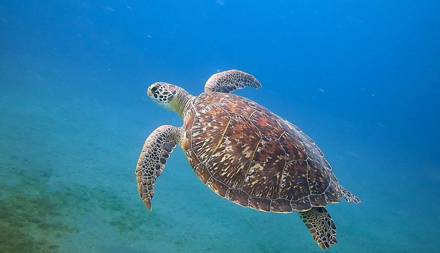 A sea turtle swimming gracefully underwater in Bouillante, showcasing marine life beauty.