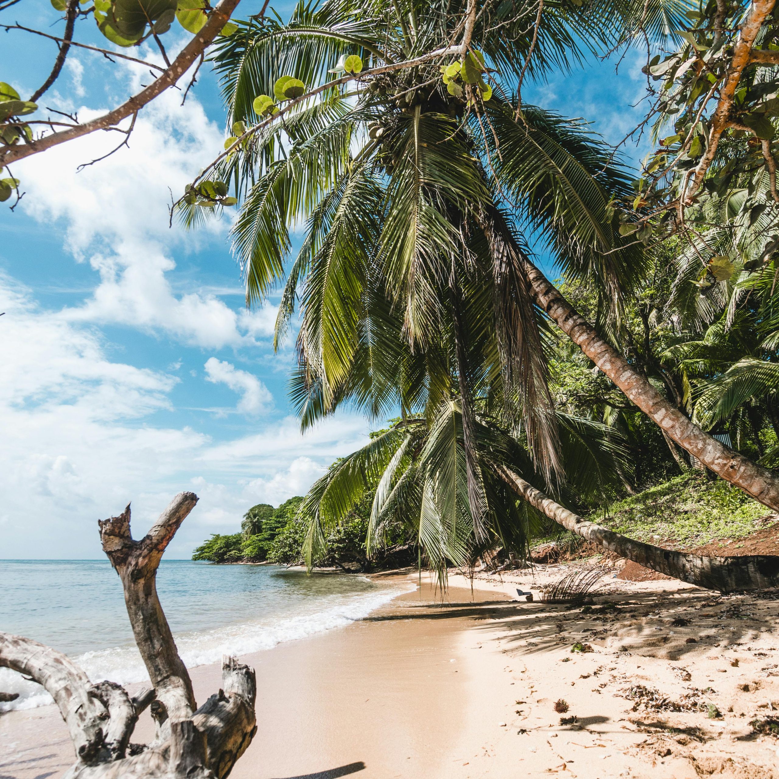 Serene tropical beach in Nicaragua with palm trees and clear blue skies.