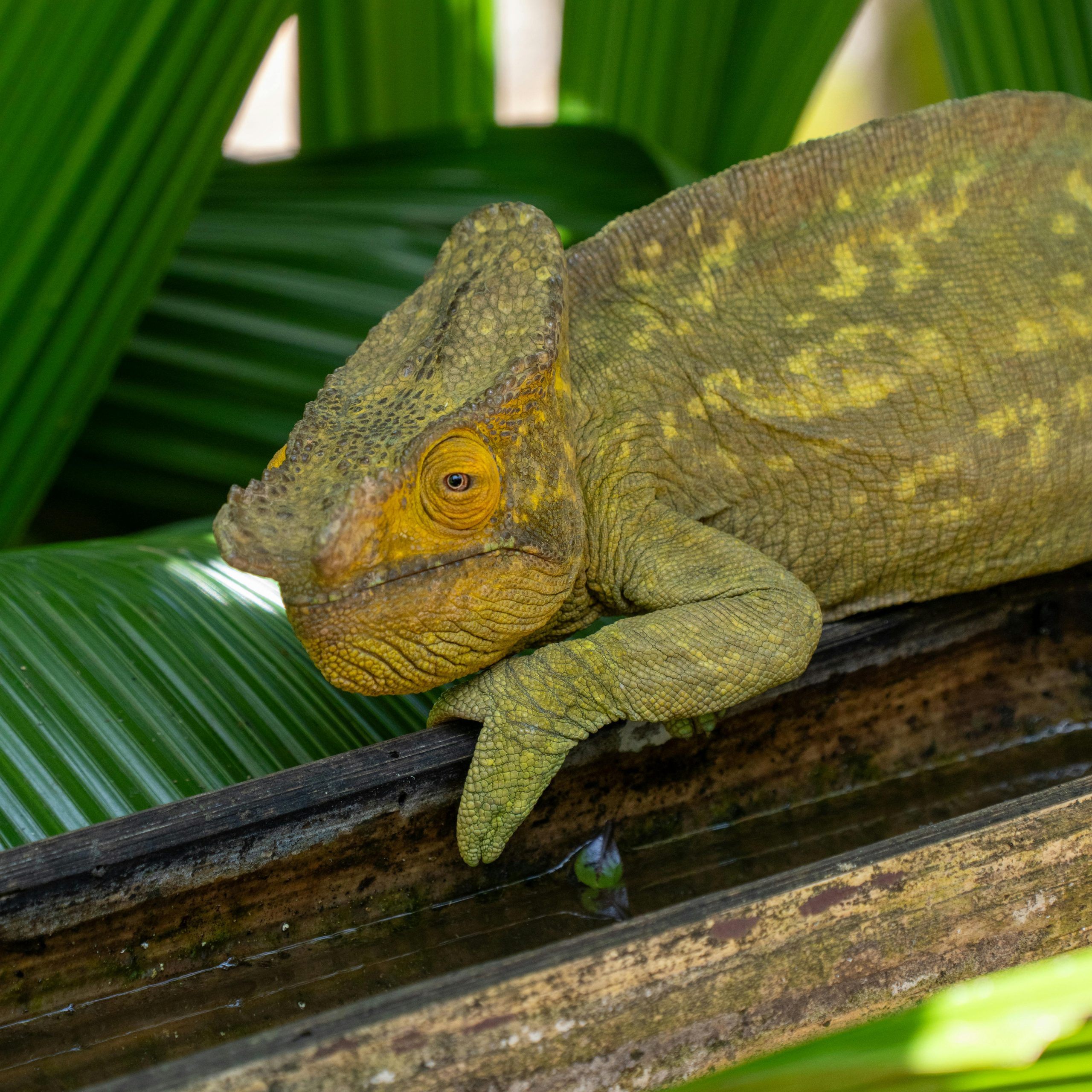 A vibrant Parson's chameleon resting on a branch in Madagascar's lush jungle environment.