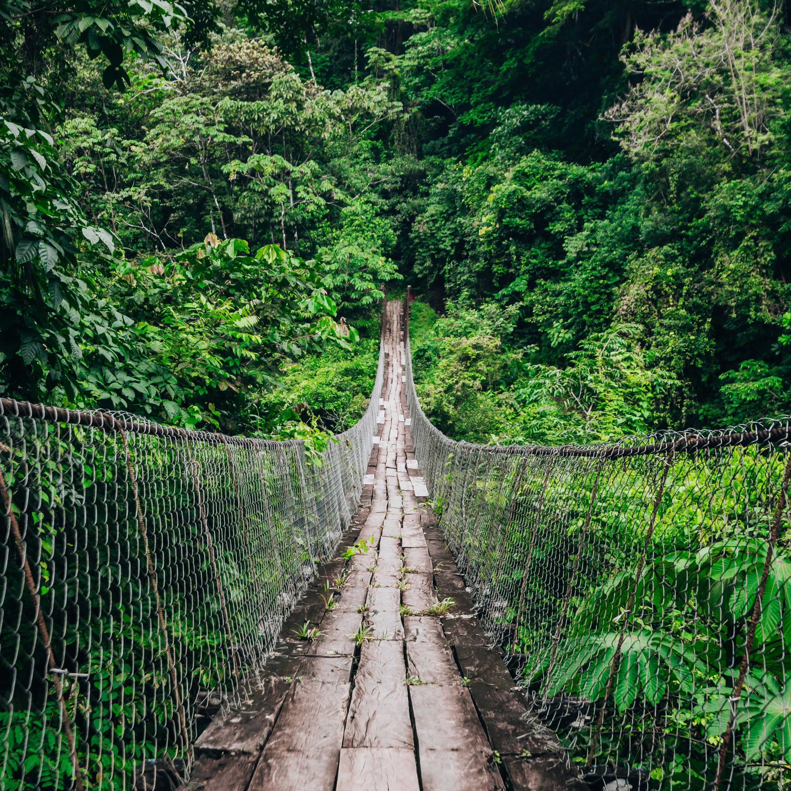 Wooden suspension bridge leading through dense tropical rainforest foliage.