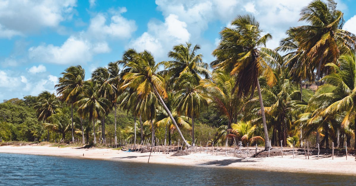 A beautiful tropical beach lined with lush palm trees under a vibrant blue sky.