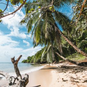 Serene tropical beach in Nicaragua with palm trees and clear blue skies.