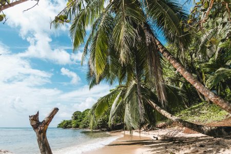 Serene tropical beach in Nicaragua with palm trees and clear blue skies.