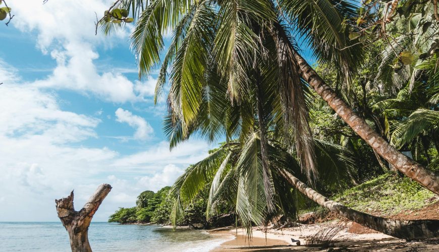 Serene tropical beach in Nicaragua with palm trees and clear blue skies.