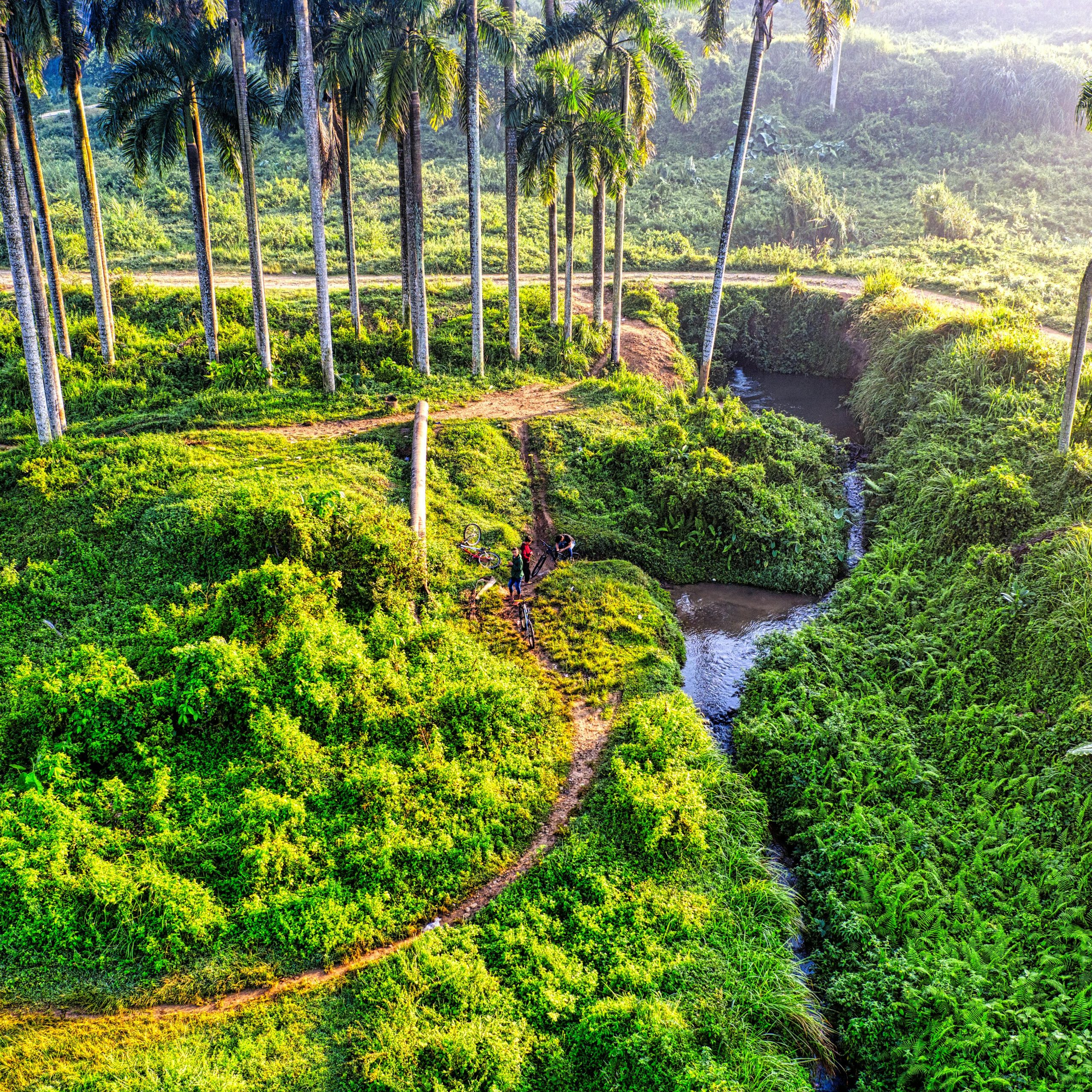 A stunning aerial view of lush green palm trees and a winding stream in West Java, Indonesia.