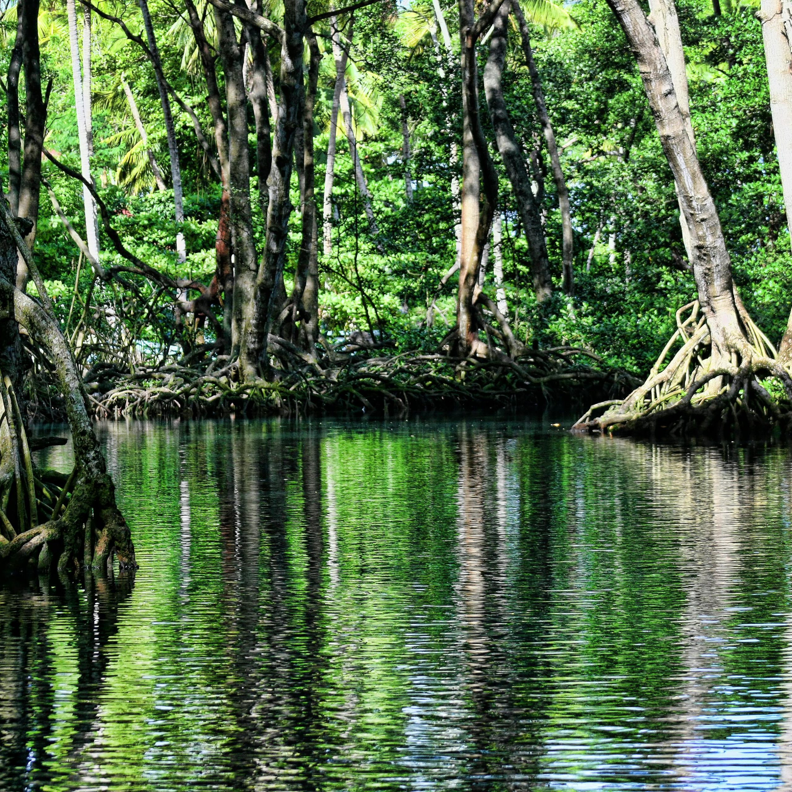 Serene mangrove trees reflected in calm, lush forest waters.